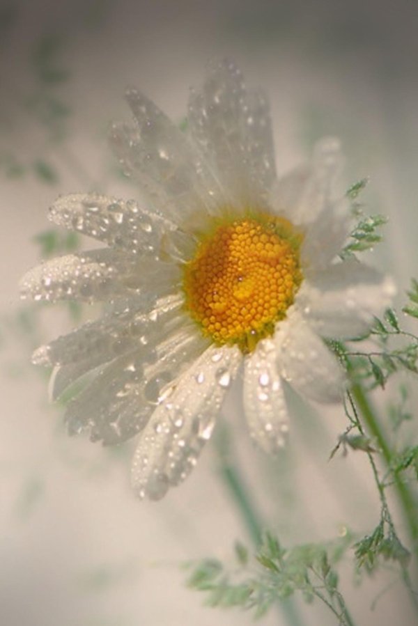 нежные ромашки