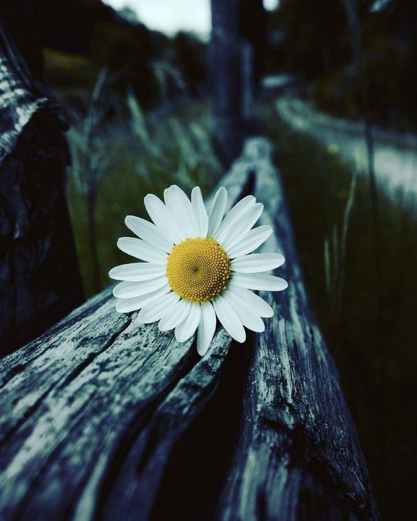 ромашки красивые