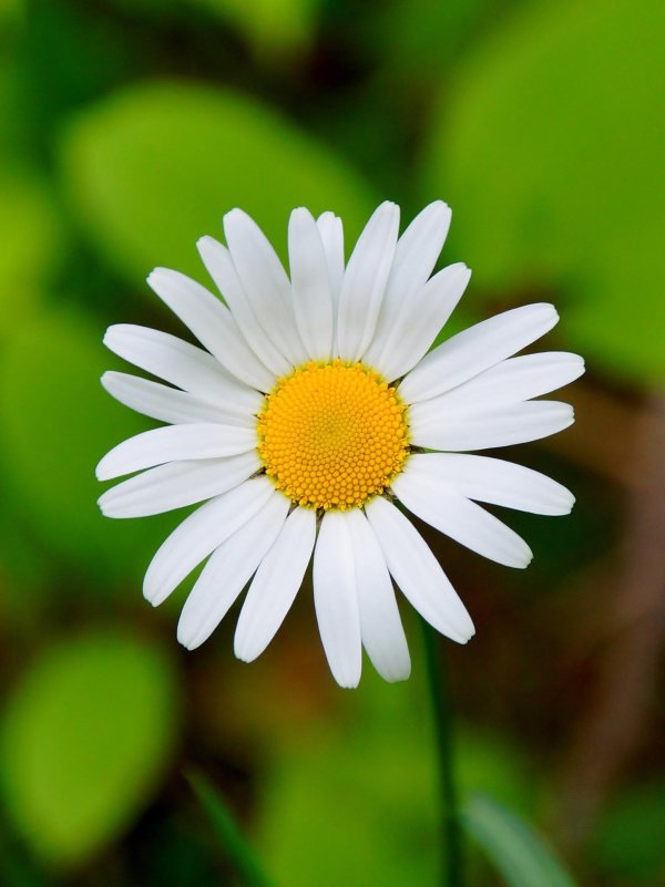matricaria chamomilla