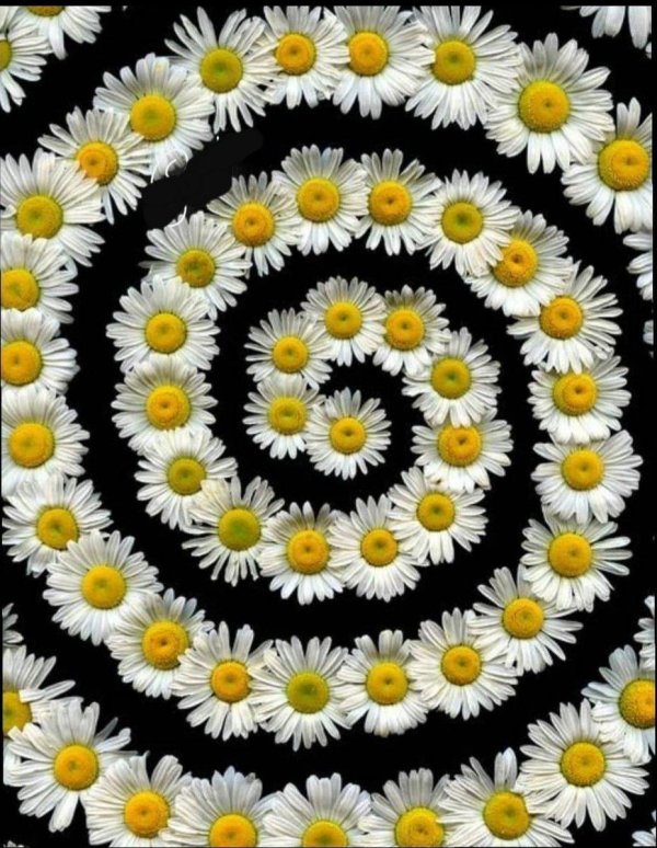 необычные ромашки