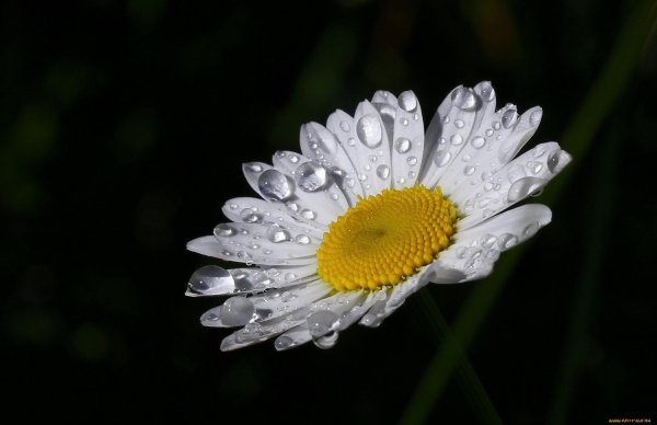 ромашки в росе