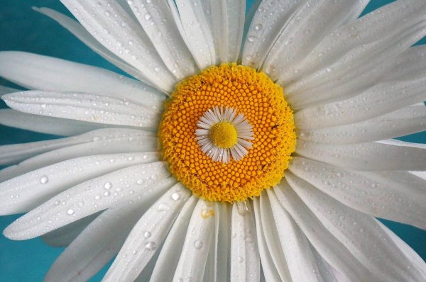 ромашка амелия