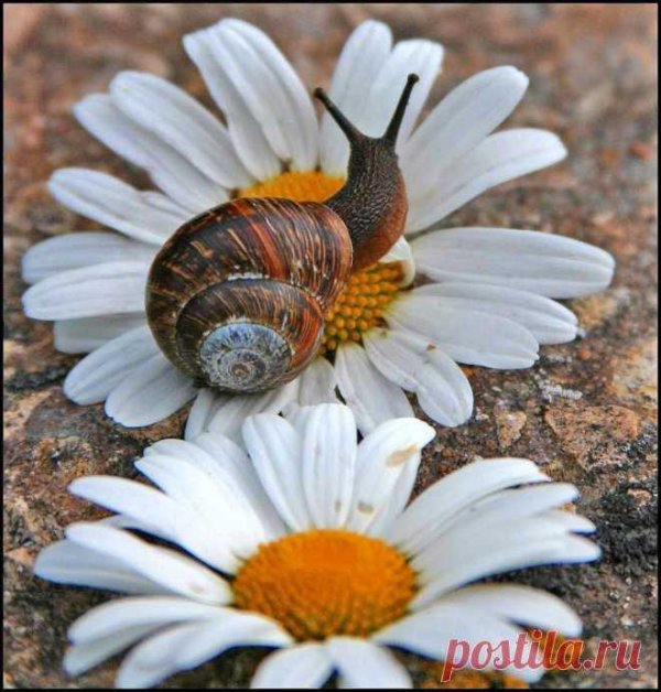 улитка на ромашке