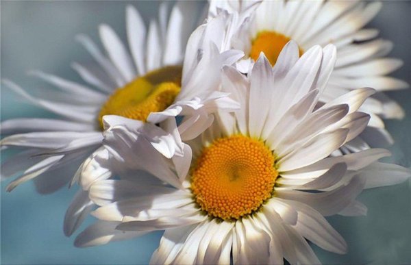 большие ромашки