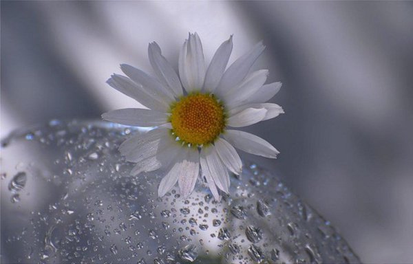 нежные ромашки