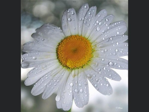 крупная ромашка