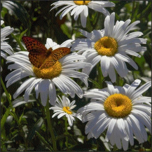 бабочка на ромашке