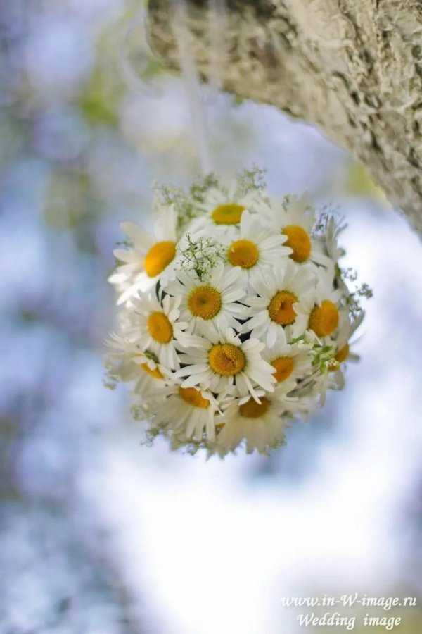с ромашками