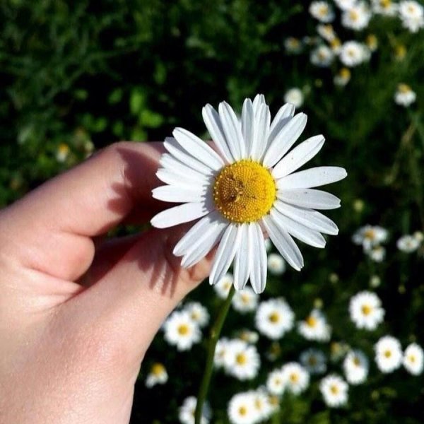 мойчечак гули