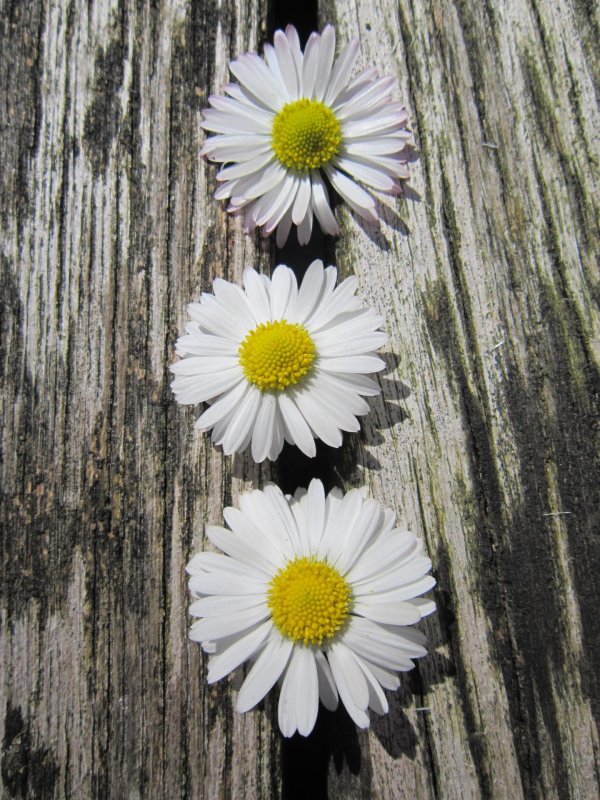 ромашки на дереве