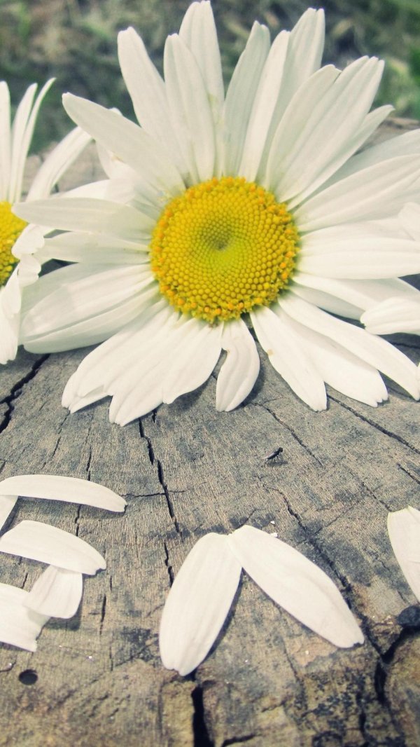 необычные ромашки