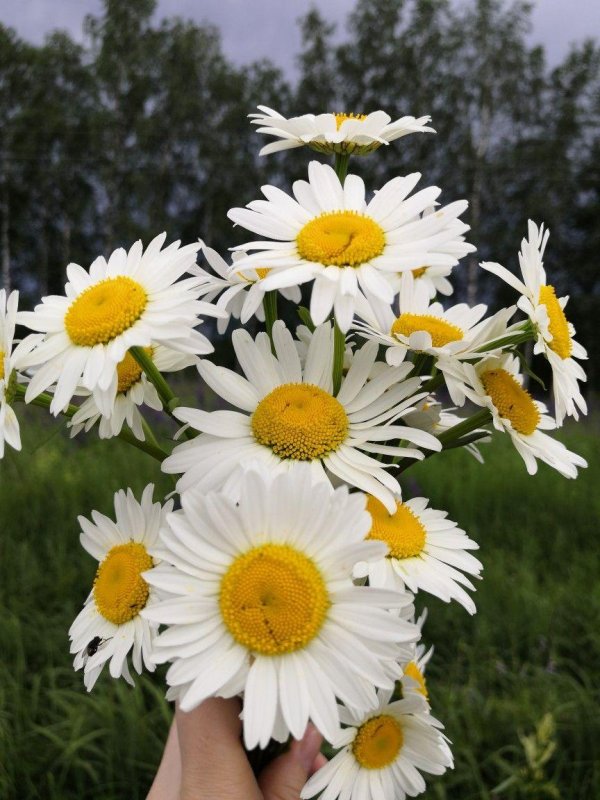 с ромашками