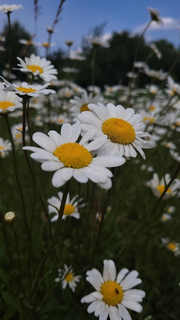 поле ромашек