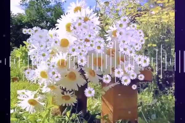 полевые цветы ромашки