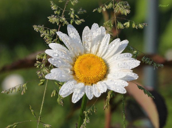 ромашки в росе