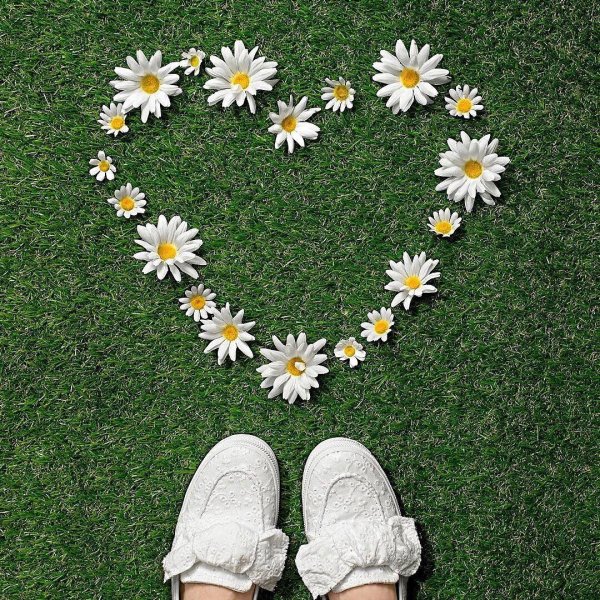 романтические ромашки