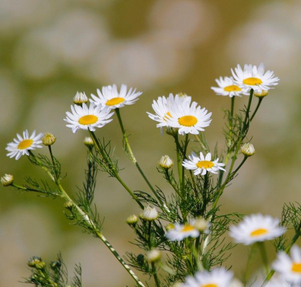 ромашковое счастье