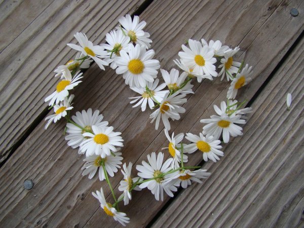 венок из ромашек