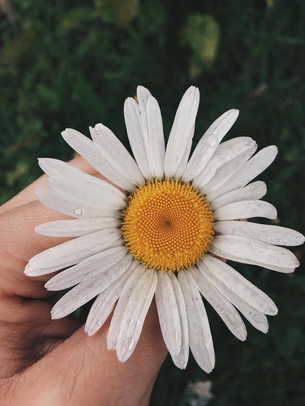 нивяник санни сайд ап