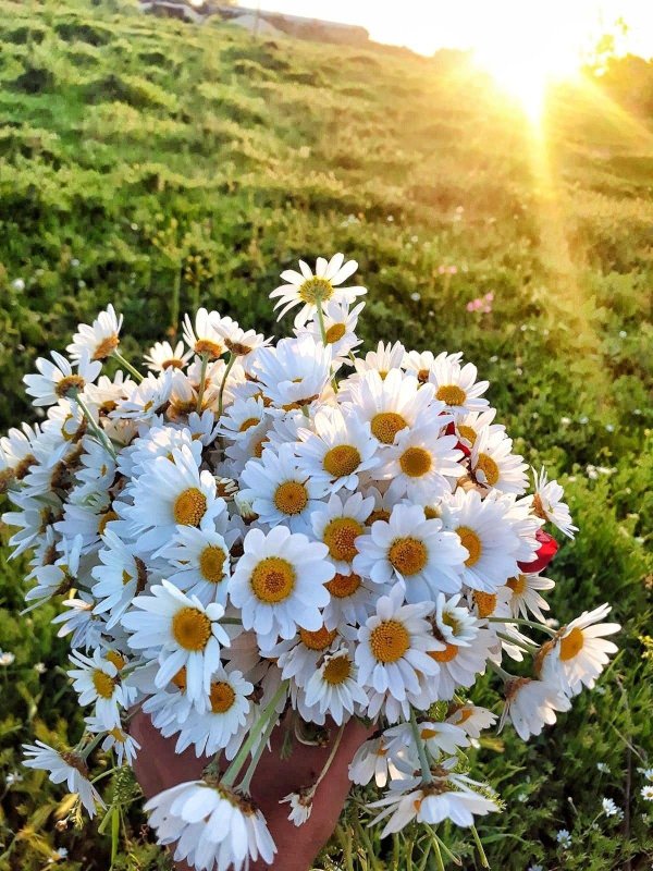 летние цветы