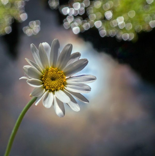 нежные ромашки