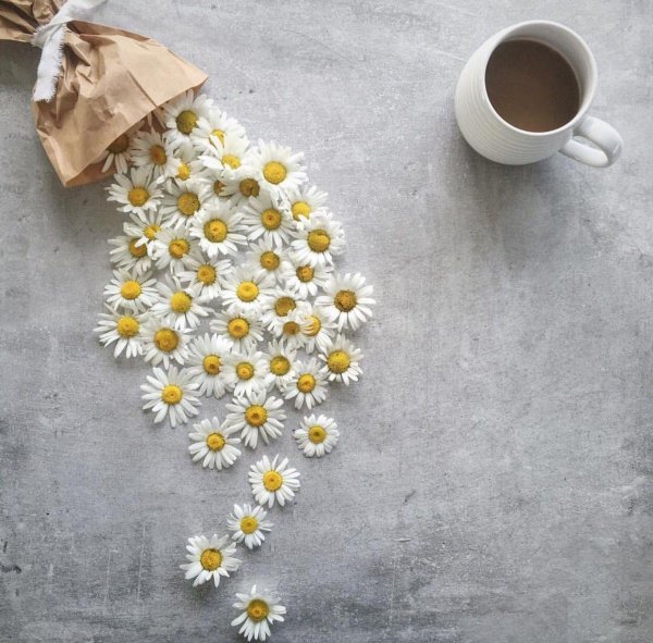 ромашковое утро