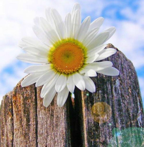 ромашковое настроение