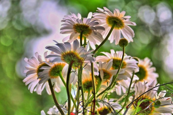 красивые полевые цветы