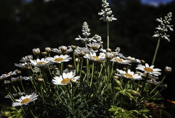 ночные ромашки