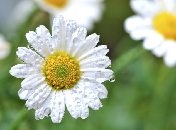 ромашки дейзи флауэр