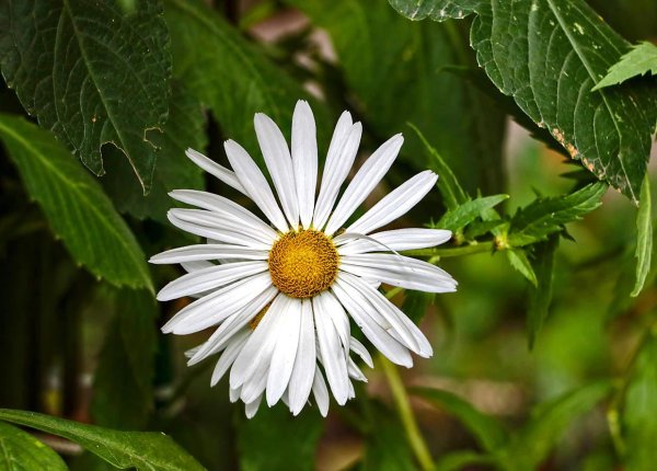 леукантемум нивяник