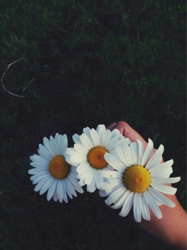 с ромашками