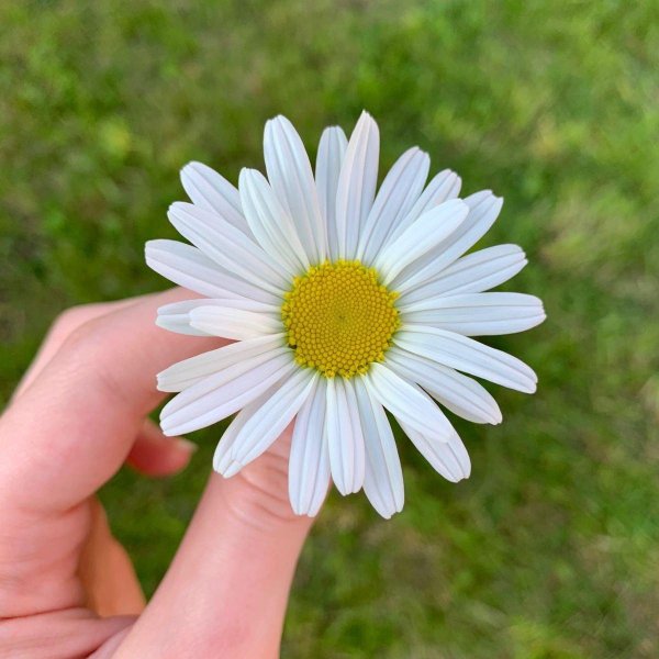 астра ромашковая белая