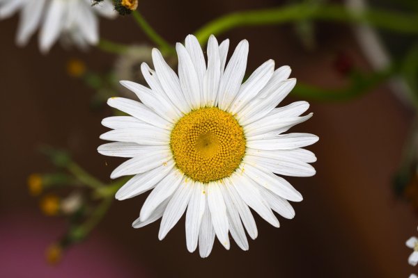 matricaria chamomilla