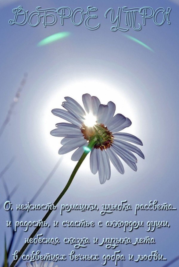 цветок и солнце