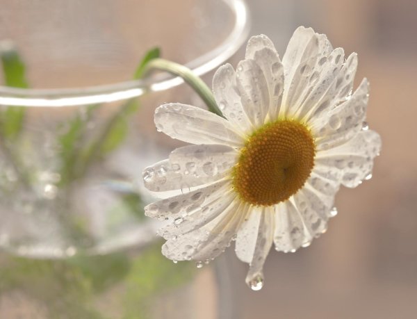 нежные ромашки