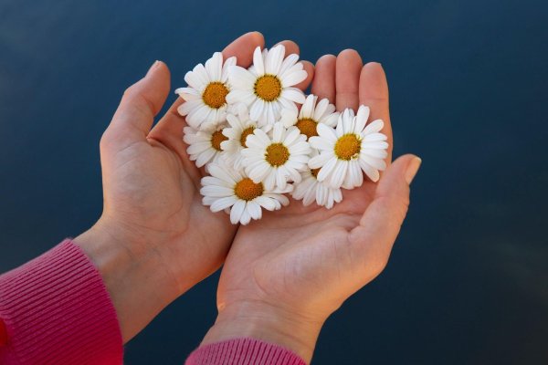 с ромашками