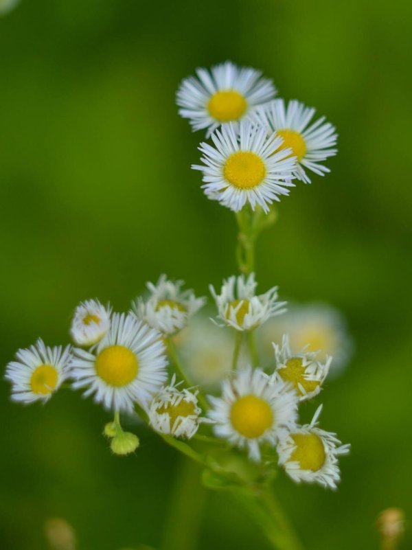 мелколепестник щетинистый