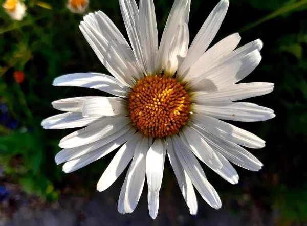 большая ромашка