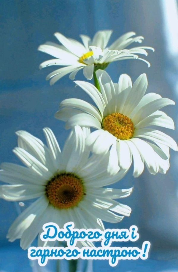 ромашки красивые