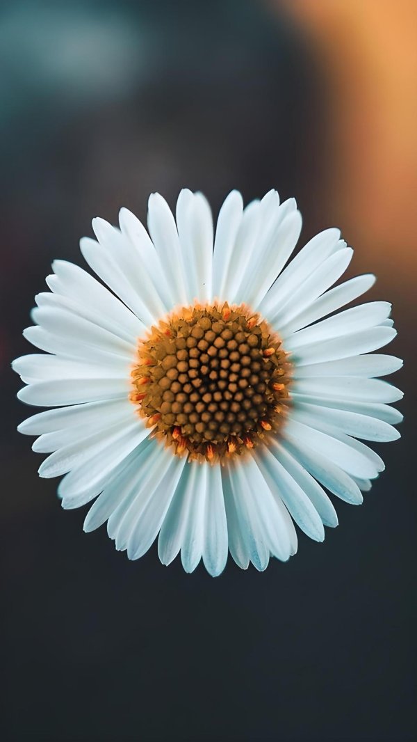 маргаритка дикая ромашка