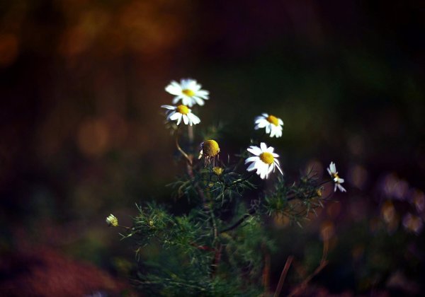 полевой цветок