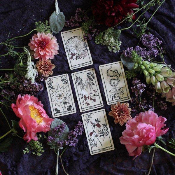 таро офидия роза