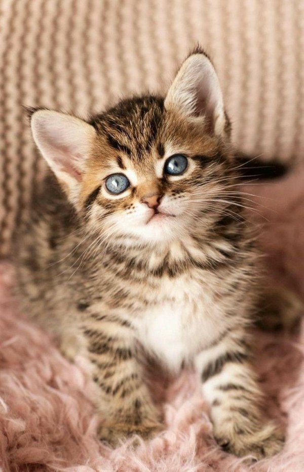 очаровательные котята