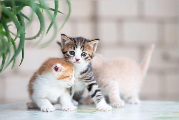 котёнок игривый