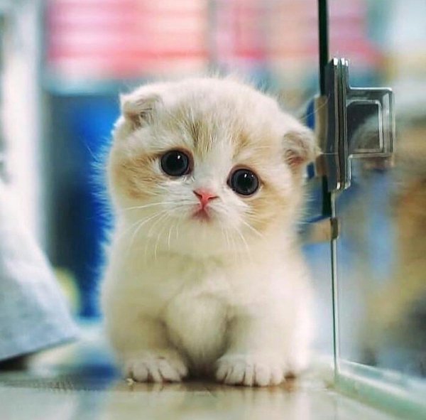 манчкин шотландская вислоухая