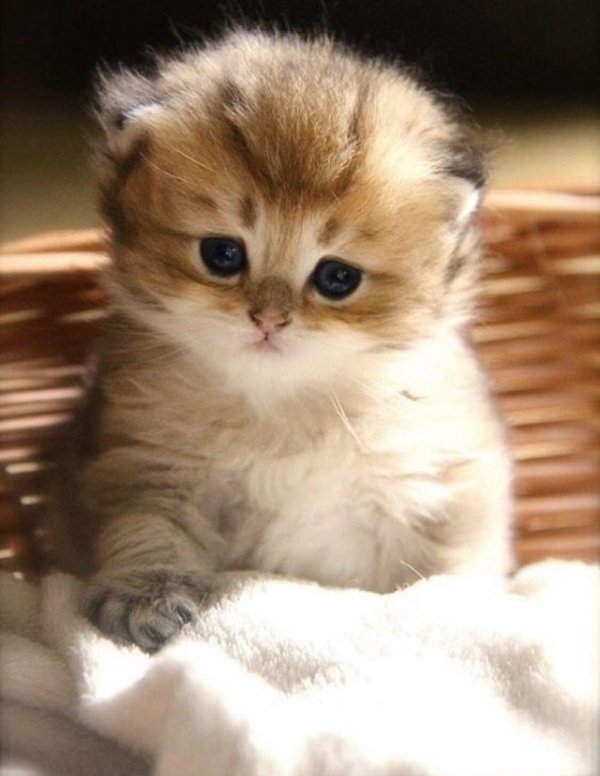 британская золотистая шиншилла