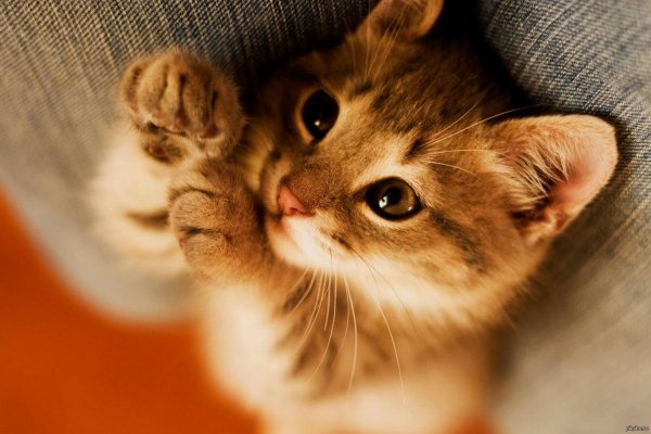 котики красивые