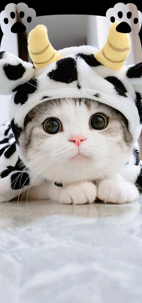 милая котик