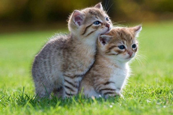 очаровательные котята